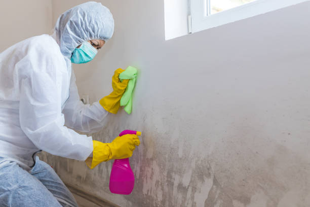 Mold Remediation for Vacation Homes in Exeter, CA